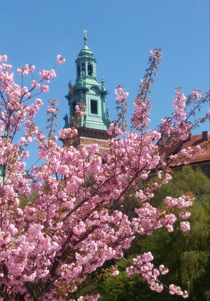Kwitnąc sakura na tle Wawelu; Kraków 2018