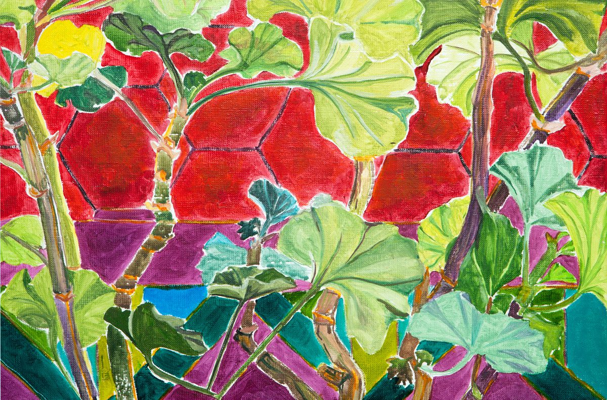 Pelargonie